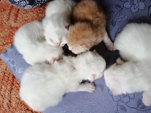  Perser Kitten 