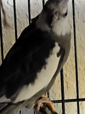 Nymphensittich paar, Milo(Hahn) und Snowy(Henne) zu verkaufen