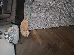 Maltipoo Tedy, 08.01.26 geboren.