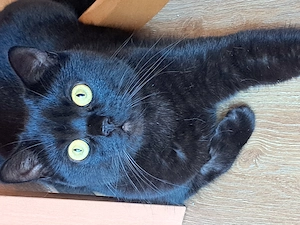 BKH Kater superlieb