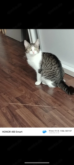 Liebevolles Zuhause für unsere verschmuste Katze gesucht   