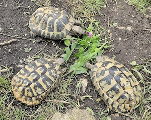 1,2 adulte Griechische Landschildkröten - Thb 