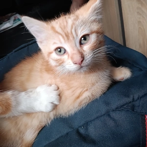 Mix Kitten Kater 