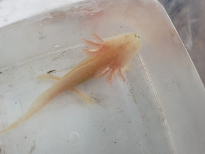 Gold Axolotl  2 zur Verfügung 