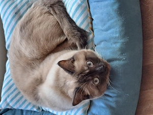 Junger BKH Kater superlieb