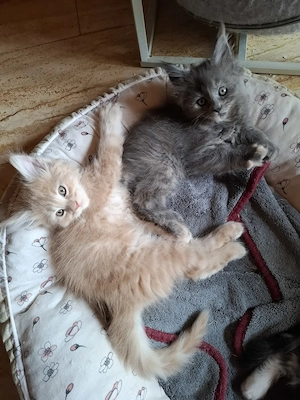 Abgabebereit Reinrassige Maincoon Babys Mädchen 