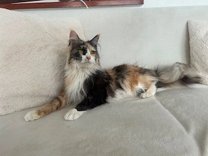 Traumhafte XXL Maine Coon Katze Blue torbie silver 15 monate alt Glückskatze 