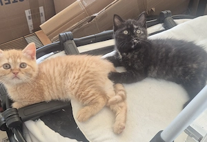 Bkh Katzenbabys  