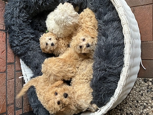 Süße Maltipoo Welpen suchen ihr neues Zuhause 
