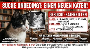 suche Maine-Coon-Kater