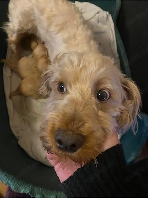 Havanese Bolonka Welpen 
