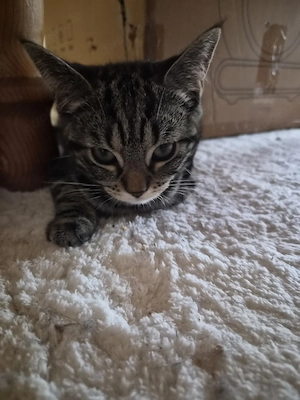 Die Magic Six MainCoon XXL Norweger Mix 