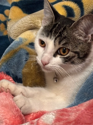 Unsere 7 Monate alte Katze sucht ein liebevolles neues Zuhause. 