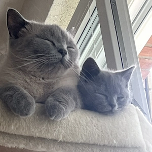 Kitten sofort abgabebereit