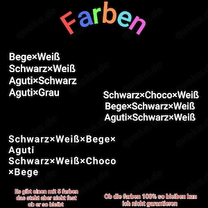    Ab sofort schöne junge Farbmaus-Böcke abzugeben   