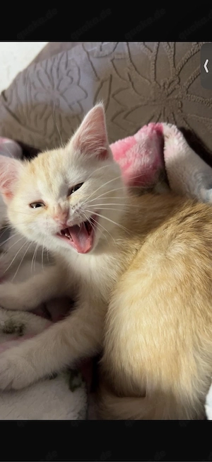 bkh kitten 