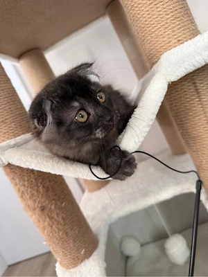 Main Coon Katze