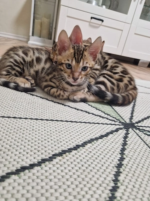 bengal kitten 