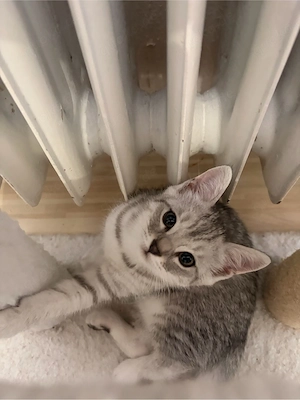 american shorthair 