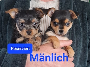 Liebevolle Yorkshire-Terrier-Mix Welpen suchen ein neues Zuhause   