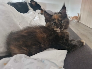 Maine Coon Kitten Schildpatt Tortie Mädchen sucht noch ein liebevolles Zuhause 