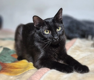 Schwarzer Kater 222833 stellt sich vor
