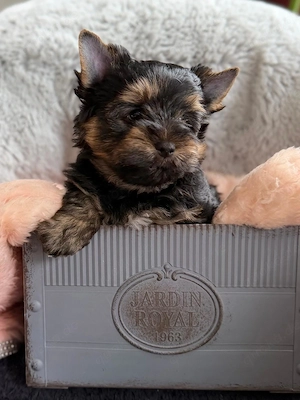 Yorkshire Terrier Black & Tan   Ahnentafel 