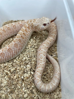 Hakennasennatter Männchen (Heterodon nasicus) Pink Pastel Albino