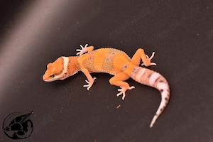 Mandarin het Eclipse het TA Leopardgecko 