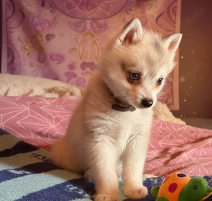 Pomsky Welpen F2 + (Zwergspitz)