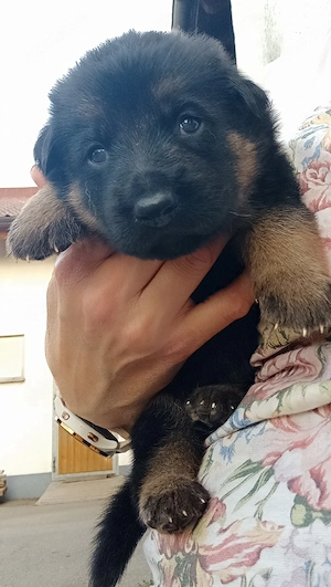 Schäferhundwelpen 