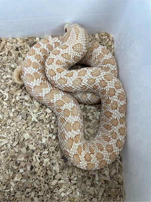 Hakennasennatter Weibchen (Heterodon nasicus) Pink Pastel Albino