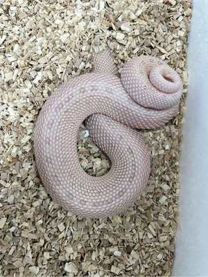 Hakennasennatter Männchen (Heterodon nasicus) Pink Pastel Albino Anaconda Bild 5
