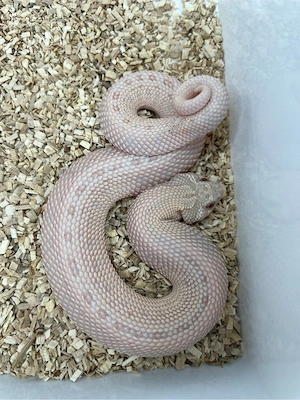 Hakennasennatter Männchen (Heterodon nasicus) Pink Pastel Albino Anaconda