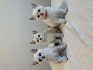 Junge,  BKH Blue Point Kitten