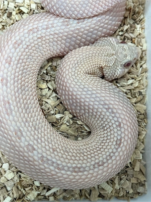 Hakennasennatter Männchen (Heterodon nasicus) Pink Pastel Albino Anaconda Bild 3