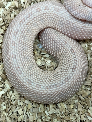 Hakennasennatter Männchen (Heterodon nasicus) Pink Pastel Albino Anaconda Bild 4