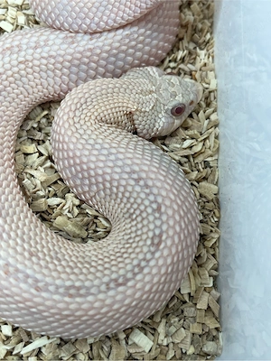 Hakennasennatter Männchen (Heterodon nasicus) Pink Pastel Albino Anaconda Bild 2
