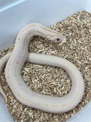 Hakennasennatter Weibchen (Heterodon nasicus) pink Pastel Albino Anaconda