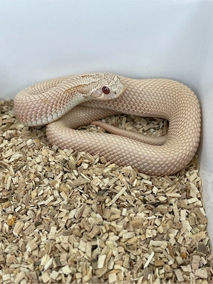 Hakennasennatter Männchen (Heterodon nasicus) Pink Pastel Albino Superanaconda
