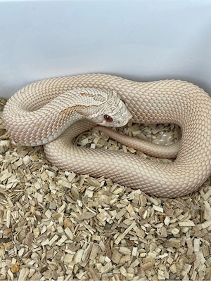 Hakennasennatter Männchen (Heterodon nasicus) Pink Pastel Albino Superanaconda Bild 5