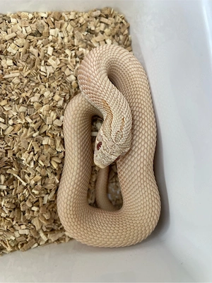Hakennasennatter Männchen (Heterodon nasicus) Pink Pastel Albino Superanaconda Bild 3