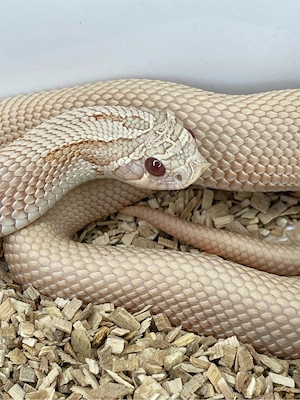 Hakennasennatter Männchen (Heterodon nasicus) Pink Pastel Albino Superanaconda Bild 4