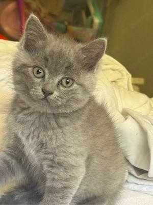 scotische katze