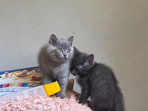 kleine katze