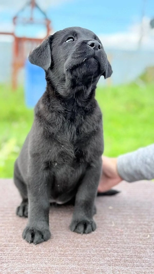 Süßer Labrador-Welpe sucht ein liebevolles Zuhause
