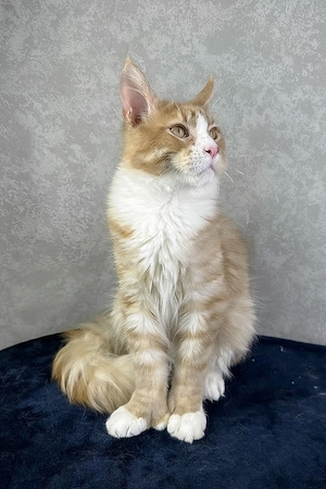 Prachtvoller Maine-Coon-Mix Kater (6 Monate) | Kinderlieb & Bestens Sozialisiert!