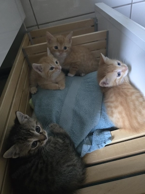 Katzen Babys 