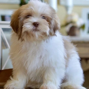 Dieser wunderschöne Shih Tzu Welpe sucht ein fürsorgliches und verantwortungsbewusstes Zuhause für i