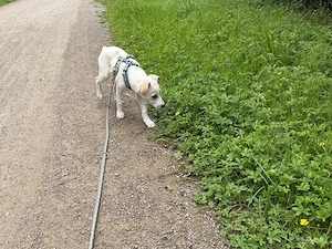 Bibbo sucht sein Zuhause